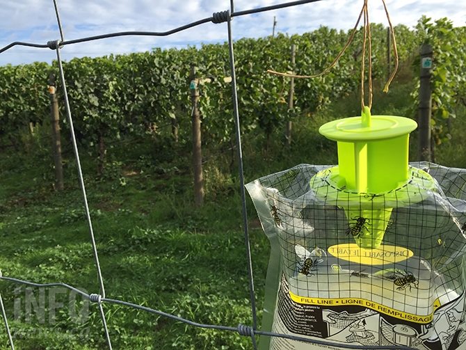 Vineyard protection from wasps include traps and rot prevention sprays.