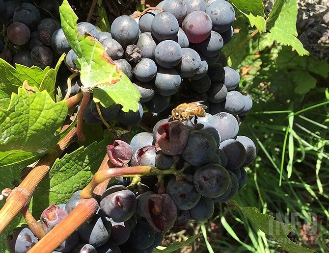A late season wasp infestation is proving to be a late-season headache for some Okanagan vineyards.