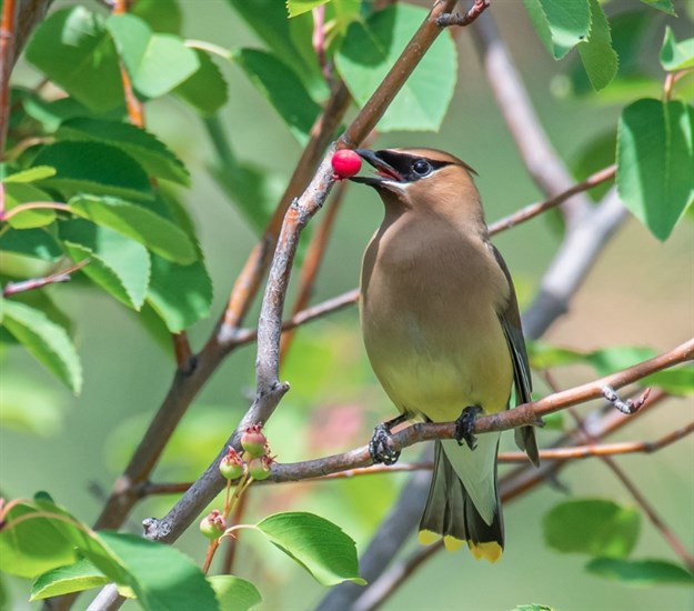 The first-place winner of the Backyard Habitats category was this photo of a cedar waxwing taken by Curtis Zutz.
