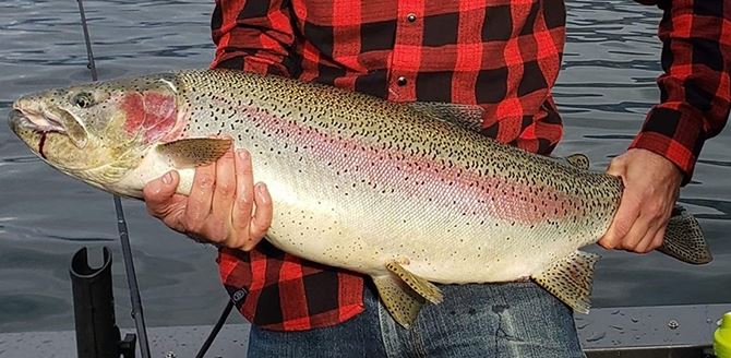 Fishermen catch huge rainbow trout where they didn't expect it