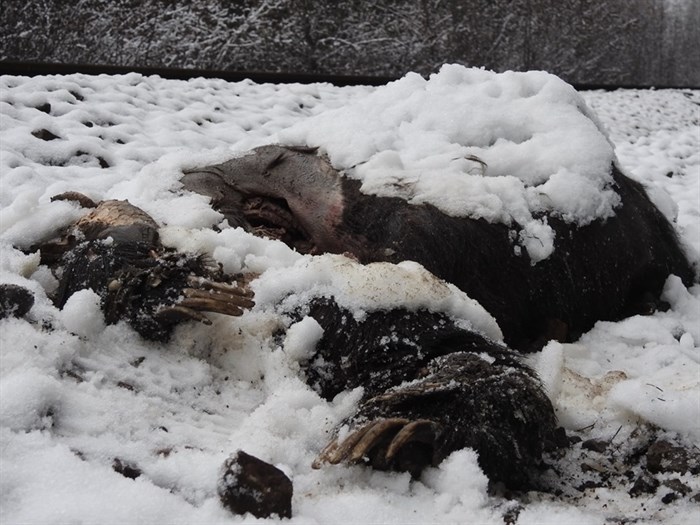 The remains of a grizzly bear found near the train tracks in Malakwa in the fall of 2018.