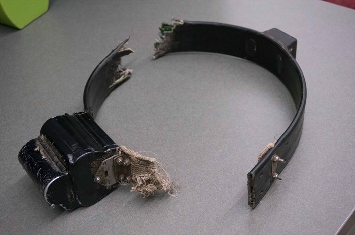 The impact of a train collision that killed a grizzly bear also broke its GPS collar in two.