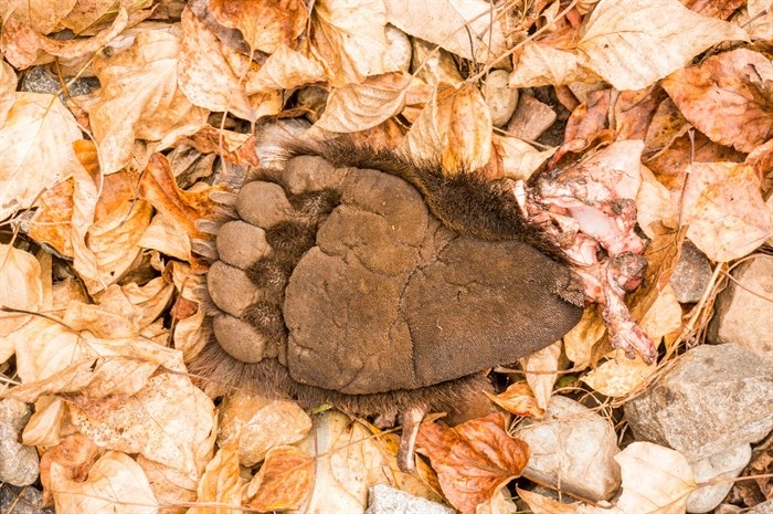 A severed bear's foot is pictured following a collision with a train in this submitted photo.