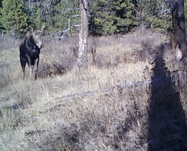 WILD WEDNESDAY: Here's how moose make it through the winter months ...