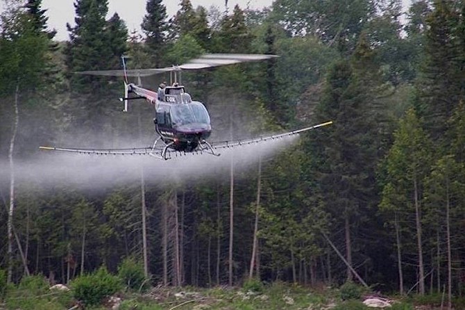 Glyphosate herbicide is applied by helicopter spraying to a logged area after seedlings are replanted.