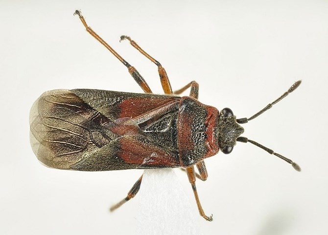 An adult elm seed bug.