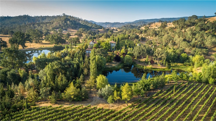 The vines and conifers of Gratus Vineyards.