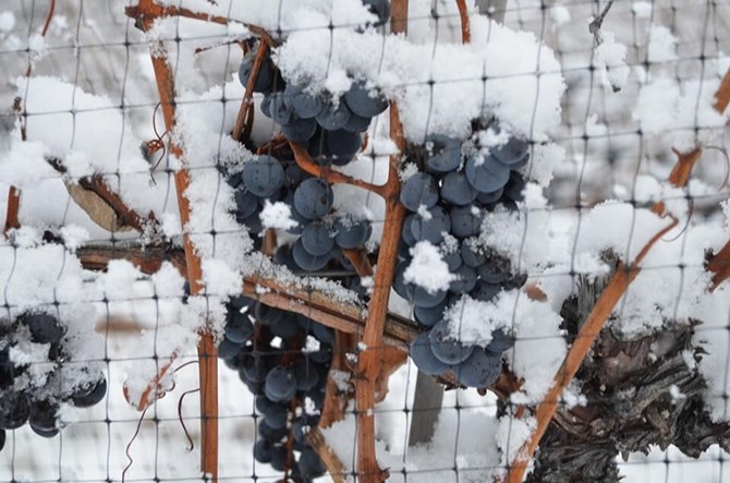 Vineyards growing grapes for ice wine are watching the thermometer this week in the hopes temperatures will stay low enough for them to harvest.
Last year it took until February for temperatures to dip low enough to pick.