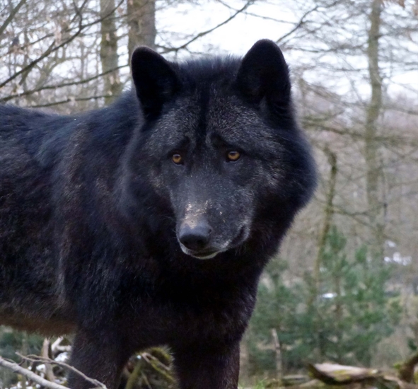 Black Wolf Sighted Near Silverstar Residents Told To Be Vigilant Vernon News Infonews