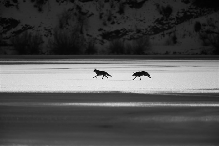 Nick Clements captured a photo of coyotes chasing each other on Wood Lake.