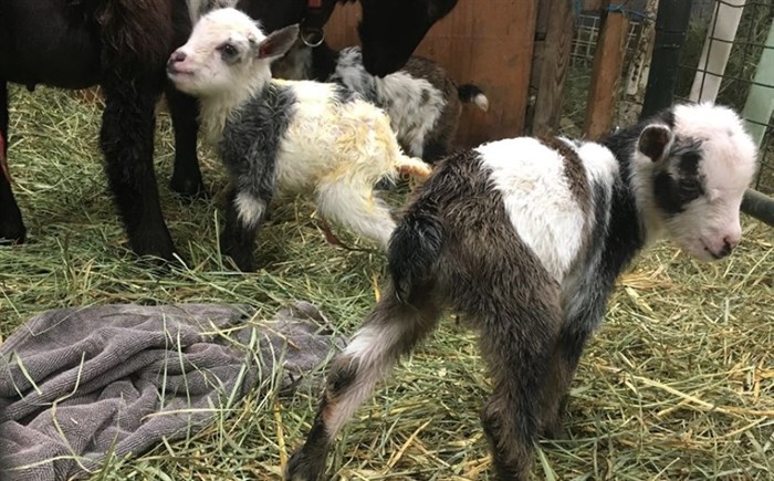 A big bunch of newborn goats are expected at the Woods' family goat farms, and they need lots of linens to make the process easier.