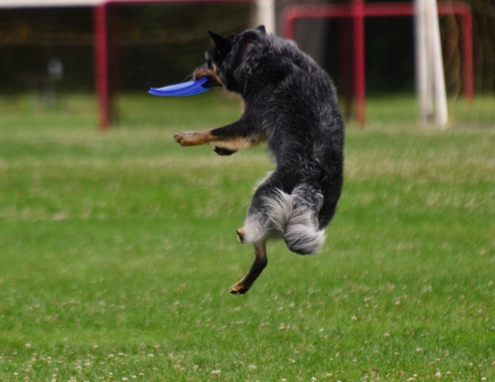 A dog catches a frisbee in this photo from Flickr.