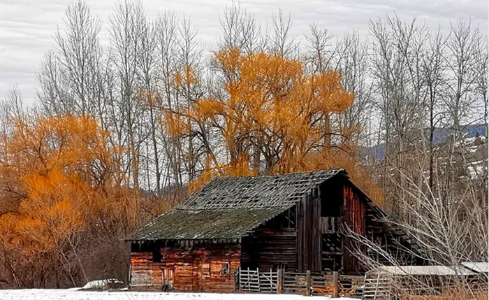 In Photos Why So Many Old Barns In Kamloops Okanagan Still Stand