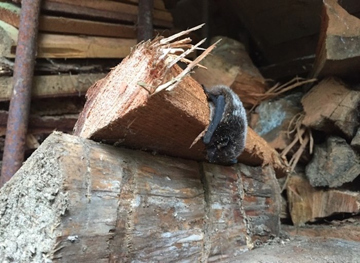 Bats may hibernate in woodpiles. If you spot on, snap a photo and report it to the B.C. Community Bat Program.