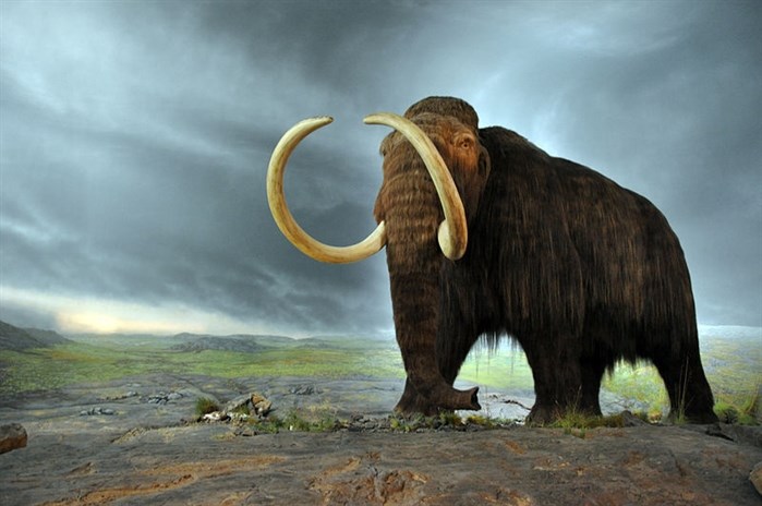 Woolly mammoths roamed around the Thompson Okanagan more than 10,000 years ago. 