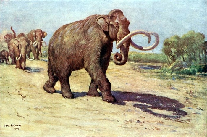 The Columbian mammoth's history in North America dates back 1.6 million years.