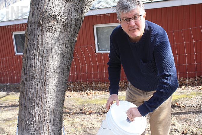 Roch Fortin empties sap into a bucket from maple trees tapped near Summerland.