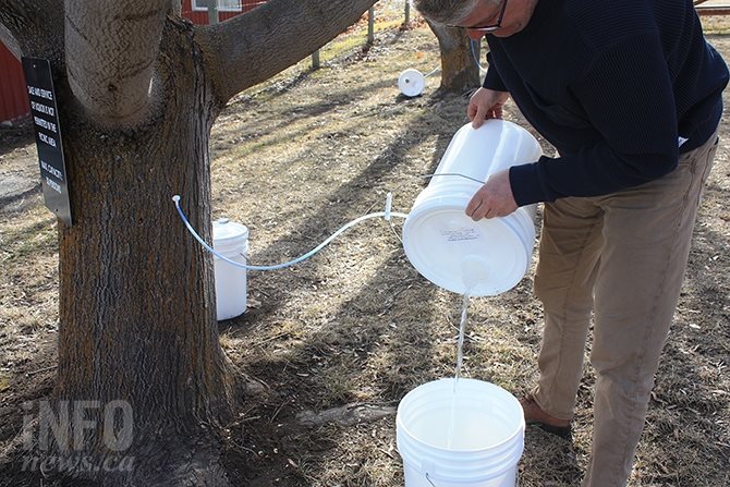 Roch Fortin empting sap buckets.