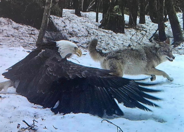 iN PHOTOS: Bald eagle and coyote share a meal, almost peacefully | iNFOnews | Thompson-Okanagan's News Source