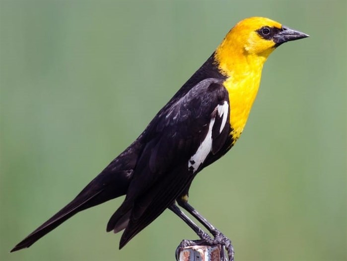 Yellow-headed blackbird, photographed by Dan Hackley from Cornell Laboratory of Ornithology. 