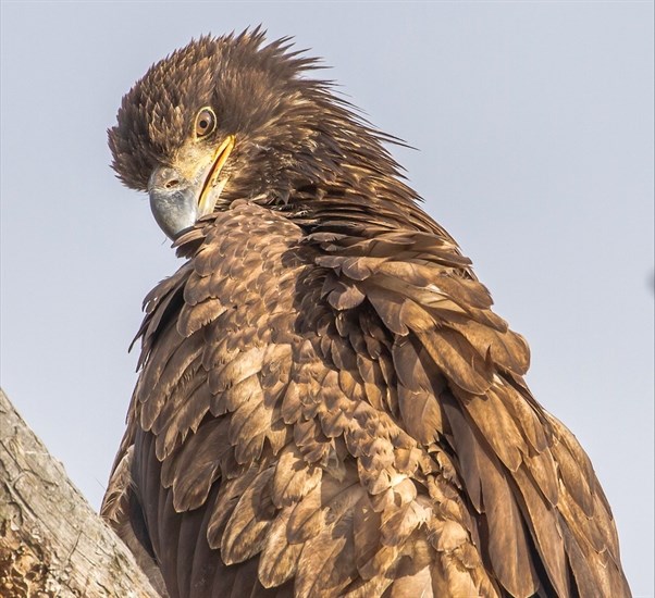 Golden Eagle, photographed in Kamloops by Rick Howie.