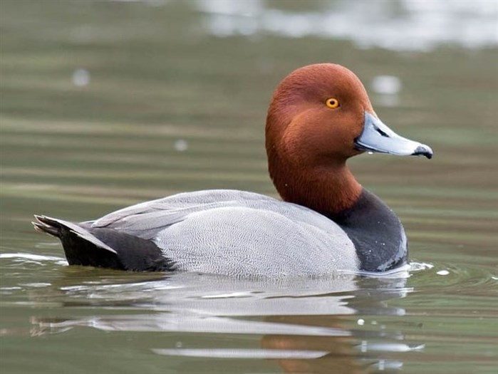 Redhead duck, male. Photo taken by Greg Gillson from the Cornell Laboratory of Ornithology.