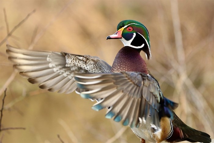 A Wood Duck photographed in Kamloops by Lyn MacDonald.