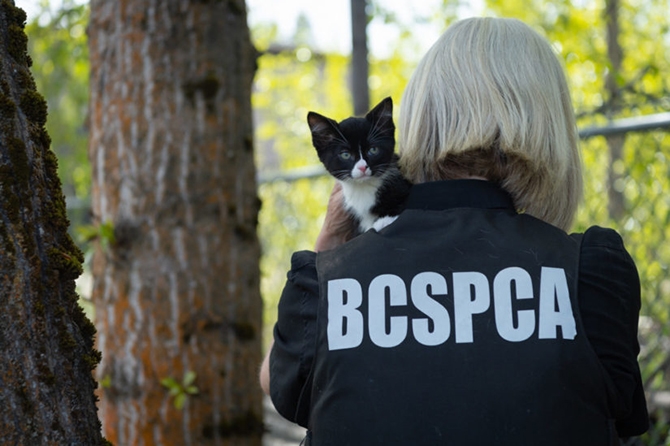 Animal Services Being Maintained At BC SPCA Branches | INFOnews ...