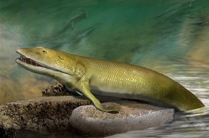 Fish fingers: Origin of human hand and land animals found in ancient  Canadian fish fossil | iNFOnews | Thompson-Okanagan's News Source