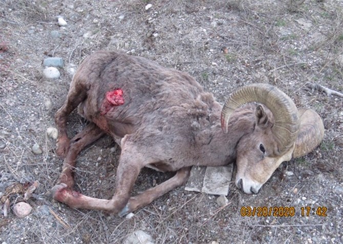 A Bighorn ram was illegally shot on Westside Road, Friday, March 20, 2020.