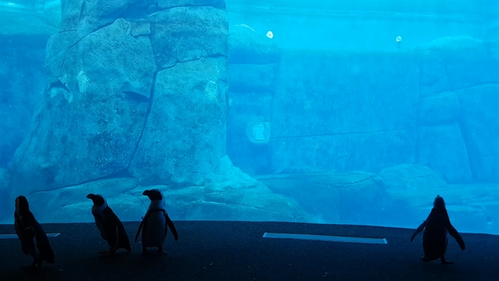 trending now: vancouver aquarium penguins get to explore