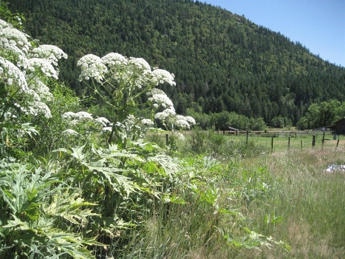 Giant Hogweed, an invasive species. 