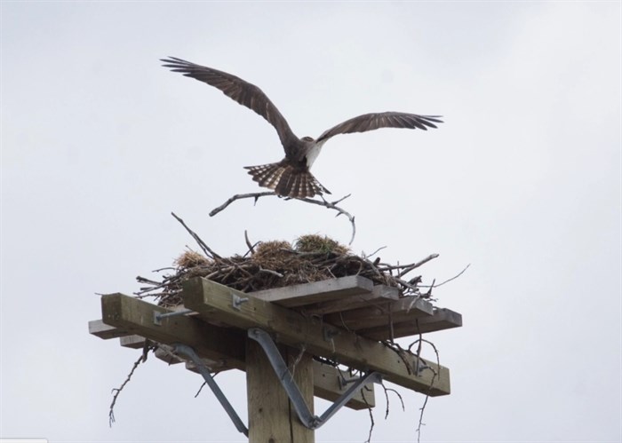 An osprey is seen bringing a twig to a nest on Commonage Road, Vernon, in this Friday, April 17, 2020, submitted photo.