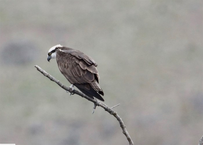An osprey is seen on Commonage Road, Vernon, Friday, April 17, 2020, in this submitted photo.