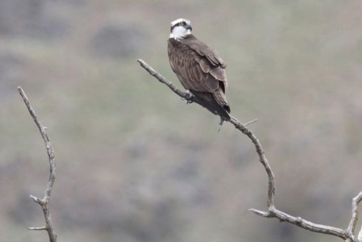 An osprey is seen on Commonage Road, Vernon, in this Friday, April 17, 2020, submitted photo.