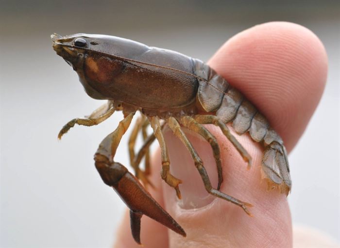 A pretty small appetizer': Native Okanagan crayfish a tasty catch
