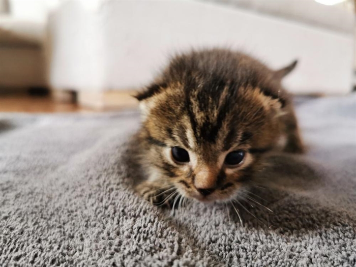 Uris Kitten Lady