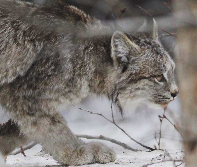 A lynx is seen near Mount Baldy east of Oliver in the South Okanagan on April 24, 2020, in this submitted photo.