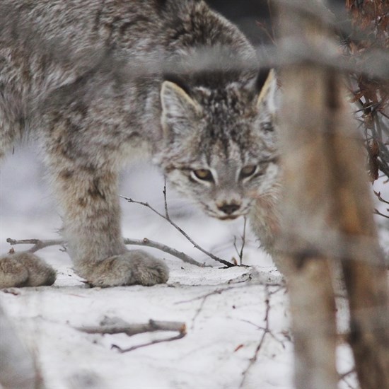 A lynx is seen near Mount Baldy east of Oliver in the South Okanagan on April 24, 2020, in this submitted photo. 
