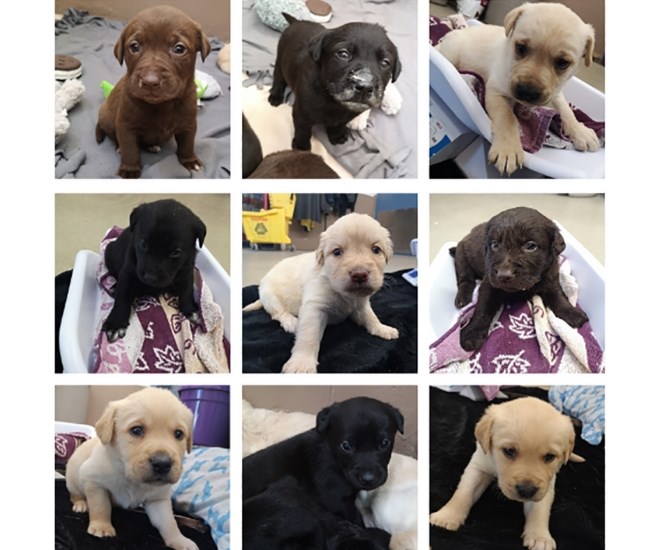 Nine puppies in the care of the Fort St. John SPCA.