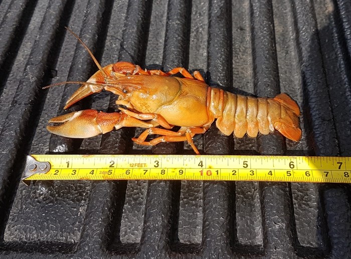 A dead signal crayfish discovered on the bottom of Okanagan Lake.