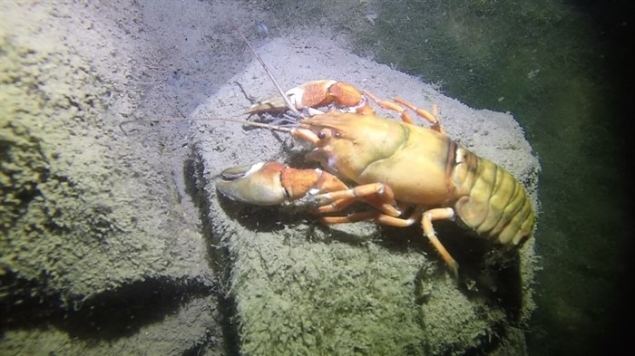 Osoyoos Lake isn't the only place to find large crayfish. Kevin Aschhoff saw this 10-12 inch long signal crayfish during a night dive in Okanagan Lake in 2020.