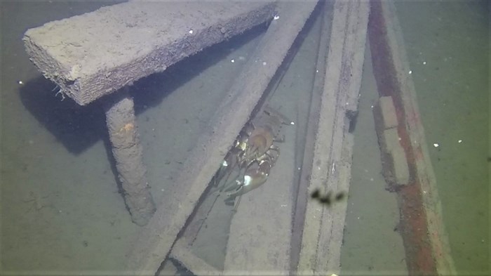 Signal crayfish at a wreck during a night dive in September 2019..