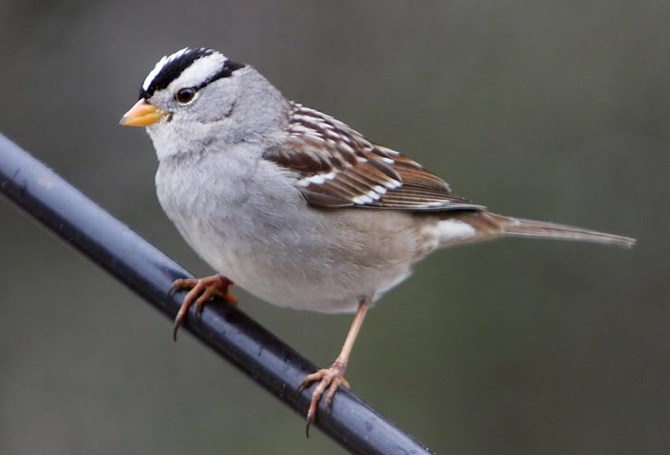 The White crown sparrow is common this time of year in the Thompson and Okanagan regions, identified by its 