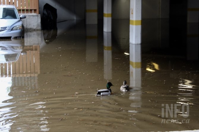 It didn't take long for ducks to swim into the parkade below the Shaughnessy.