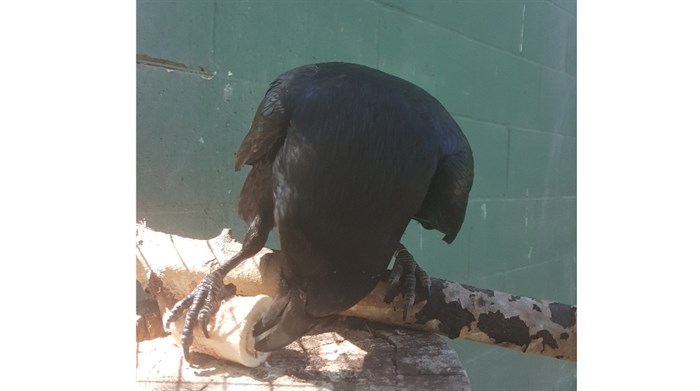 B.C. Wildlife Park's resident raven Igor sometimes gets bones as a treat.