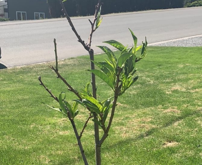 Young nectarine tree without buds.