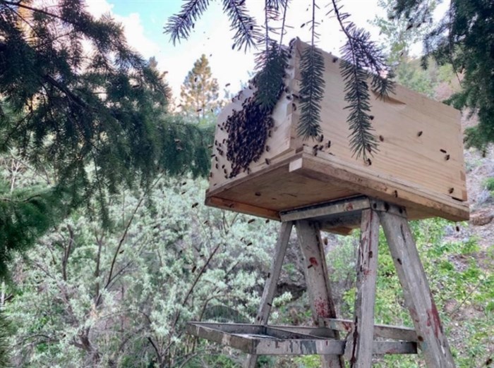 Brent McFarlen and his father Chuck had to scale a backyard shed with a ladder atop to capture the bees.