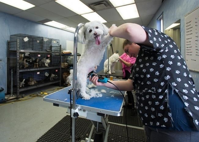Owner Daiana Goldberger grooms a dog at You Lucky Dog Grooming during the COVID-19 pandemic in Mississauga on Tuesday, May 19, 2020. The Ontario government is allowing some services to reopen as part of phase one.