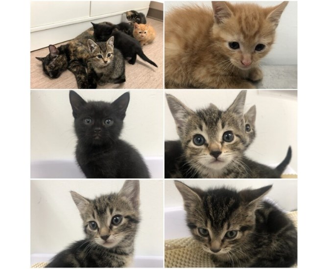 The kittens are named Grissom, Willows, Taylor, Horatio and Langston, after characters on CSI. Apparently a member of the shelter staff in Cranbrook is a fan of the TV show.